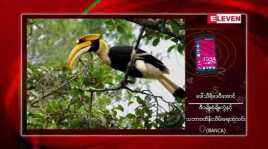 Embedded thumbnail for အောက်ချင်းမြီးရှည်ငှက်သည် ကမ္ဘာတွင် မျိုးသုဉ်း ပျောက်ကွယ်ရန် ထိပ်ဆုံးအဆင့်သို့ ရောက်ရှိနေ