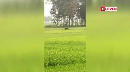 Embedded thumbnail for အိန္ဒိယနိုင်ငံရှိ မြို့တစ်မြို့တွင် ကျားသစ်တစ်ကောင်၏ ရန်ပြုတိုက်ခိုက်မှုကြောင့် လူလေးဦး ဒဏ်ရာရရှိ 