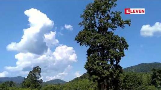 Embedded thumbnail for မန္တလေးတိုင်းဒေသကြီးအတွင်း သစ်တောစိုက်ခင်း စိုက်ပျိုးတည်ထောင်ခြင်းကို ၂၀၁၉မိုးရာသီ တွင် ဧက ၁၈ဝဝကျော် တည်ထောင်ရန်လျာထား
