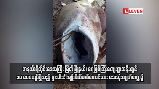 Embedded thumbnail for တနင်္သာရီတိုင်းဒေသကြီး မြိတ်မြို့နယ်၊ရေမြစ်ကြီးကျေးရွာအနီးတွင် ၁၀ ပေကျော်ရှိသည့် ရှား ငါးမျိုး စိတ်တစ်ကောင် အားသေဆုံးလျက်တွေ့ရှိ(ရုပ်သံ)
