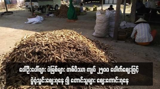 Embedded thumbnail for ပေါ်ဦးပေါ်ဖျား ပဲမြစ်များ တစ်ပိဿာ ကျပ် ၂၅၀၀ ပေါက်ဈေးဖြင့် ပွဲရုံသွင်းဈေးရနေ ၍ တောင်သူများ ဈေးကောင်းရနေ