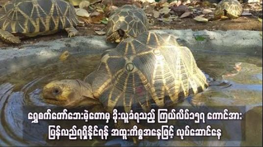 Embedded thumbnail for ရွှေစက်တော်ဘေးမဲ့တောမှ ခိုးယူခံရသည့် ကြယ်လိပ်၁၅၇ ကောင်အား ပြန်လည်ရရှိနိုင်ရန် အထူးကိစ္စအနေဖြင့် လုပ်ဆောင်နေ 