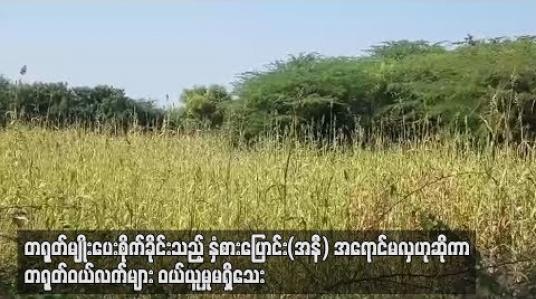 Embedded thumbnail for  တရုတ်ကုန်သည်များက မျိုးပေးစိုက်ခိုင်းသည့် နှံစားပြောင်း(အနီ) မန္တလေးစျေးကွက်ထဲဝင်ရောက်လာသော်လည်း တရုတ်ဝယ်လက်များ  ဝယ်ယူမူ မရှိသေး