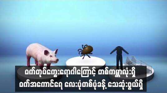 Embedded thumbnail for အာဖရိက ဝက်တုပ်ကွေးရောဂါကြောင့် တစ်ကမ ္ဘာလုံးရှိ ဝက်အကောင်ရေ လေးပုံတစ်ပုံခန့် သေဆုံးဖွယ်ရှိနေ