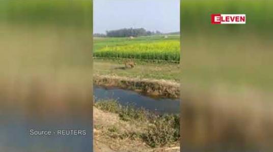 Embedded thumbnail for အိန္ဒိယမြောက်ပိုင်းတွင် ကျားသစ်တစ်ကောင်တိုက်ခိုက်မှုကြောင့် လူ ၄ ဦးဒဏ်ရာရ
