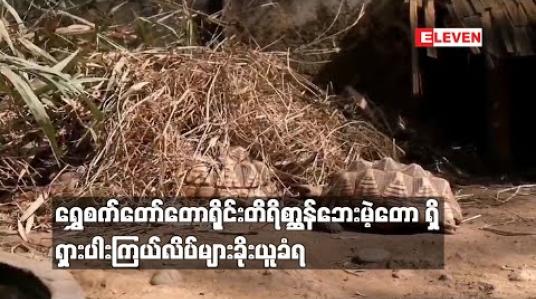 Embedded thumbnail for ရွှေစက်တော်တောရိုင်းတိရိစ္ဆာန်ဘေးမဲ့တော ရှိ ရှားပါးကြယ်လိပ်များခိုးယူခံခဲ့ရ