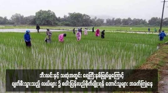 Embedded thumbnail for မျိုးစပါးရှားပါးခြင်း၊ ဓါတ်မြေဩဇာဈေးကြီးမြင့်နေ၍ ဘီးလင်းနှင့် သထုံအတွင်း ရေကြီးနစ်မြုပ်မှုကြောင့် ပျက်စီးသွားသည့် လယ်များ ၌ စပါးပြန်လည်စိုက်ပျိုးရန် တောင်သူများ အခက်ကြုံနေ