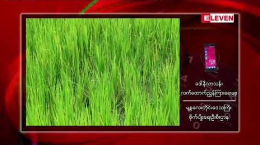 Embedded thumbnail for COVID-19 Economic Relief Plan (CERP) အစီအစဉ်ဖြင့် မန္တလေးတိုင်းဒေသကြီးတွင် မိုးစပါးမျိုးစေ့ထုတ်ဧက ၉၃၀၀ ကျော် ဧကစိုက်ပျိုးထုတ်လုပ်သွားမည် 