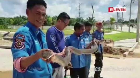 Embedded thumbnail for ထိုင်းမြွေဖမ်းသမားတစ်ဦးက ၁၃ ပေအရှည်ရှိသည့် အဆိပ်ပြင်းတောကြီးမြွေဟောက်တစ်ကောင်ကို မြေအောက်ပိုက်လိုင်းထဲထိ ဝင်ဖမ်းခဲ့ (ရုပ်သံ)