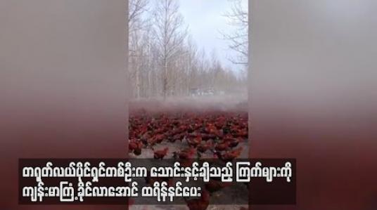Embedded thumbnail for တရုတ်လယ်ပိုင်ရှင်တစ်ဦးက သောင်းနှင့်ချီသည့်ကြက်များကို ကျန်းမာကြံ့ခိုင်လာအောင် ထရိန်နင်ပေး