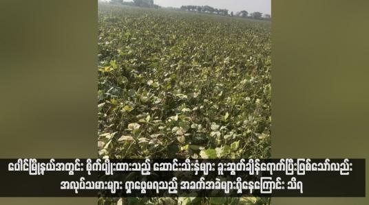 Embedded thumbnail for ပေါင်မြို့နယ်အတွင်း စိုက်ပျိုးထားသည့် ဆောင်းသီးနှံများ ခူးဆွတ်ချိန်ရောက်ပြီးဖြစ်သော်လည်း အလုပ်သမားများ ရှာဖွေမရသည့် အခက်အခဲများရှိနေကြောင်း သိရ