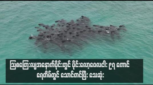 Embedded thumbnail for သြစတြေးလျအနောက်ပိုင်းတွင် ပိုင်းလော့ဝေလငါး ၉၇ ကောင် ရေတိမ်တွင် သောင်တင်ပြီး သေဆုံး