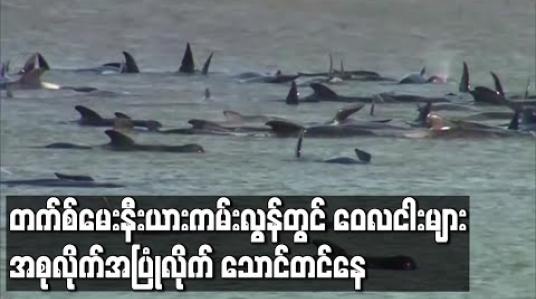 Embedded thumbnail for သြစတြေးလျနိုင်ငံ တက်စ်မေးနီးယား ကမ်းလွန်တွင် ဝေလငါးများ အုပ်စုလိုက် သောင်တင်မှု ဖြစ်ပွားခဲ့ပြီး အကောင်ရေ ၉၀ ခန့် သေဆုံး
