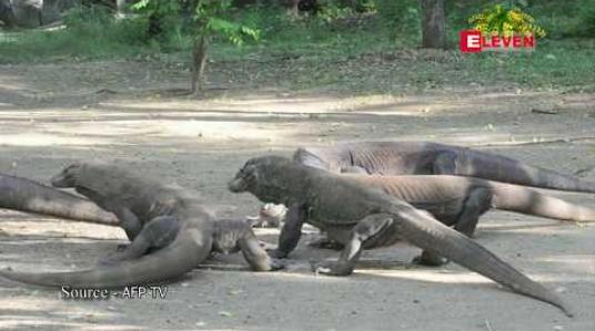 Embedded thumbnail for ကိုမိုဒို ဖွတ်နဂါးများ (komodo dragon) နေထိုင်ရာ ကျွန်းကို အင်ဒိုနီးရှားက ယာယီပိတ်ထားဖွယ်ရှိ 