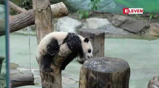 Embedded thumbnail for ဒုတိယမြောက် ထိုင်ဝမ်ဖွား ပန်ဒါဝက်ဝံပေါက်လေးအား မိတ်ဆက် 