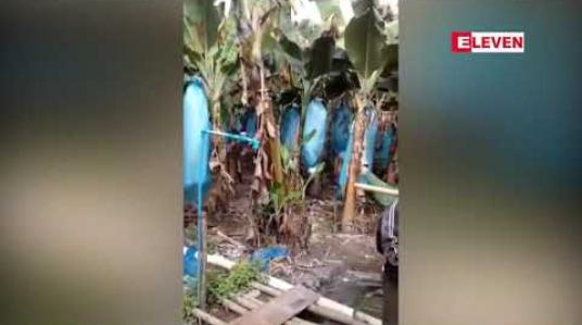 Embedded thumbnail for တရုတ်တစ်ရှူးငှက်ပျောခင်းများသိမ်းချိန်တွင်မြန်မာ-တရုတ်ကုန်သွယ်ရေးလမ်းပိုင်း တံတားကျိုးကျမှုကြောင့်ကုန်မတင်ပို့နိုင် သဖြင့် မြန်မာလုပ်သားတစ်ဦးလျှင် ကျပ်သိန်းဆယ်ချီနစ်နာနေ 