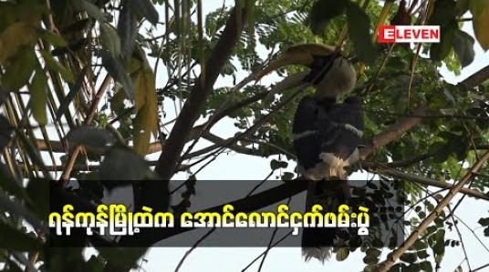 Embedded thumbnail for ရန်ကုန်မြို့ထဲက အောင်လောင်ငှက်ဖမ်းပွဲ (ရုပ်သံ)