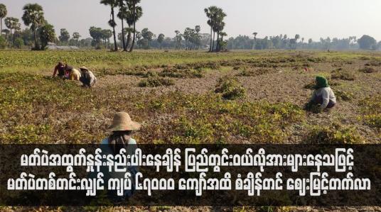 Embedded thumbnail for မတ်ပဲအထွက်နှုန်းနည်းပါးနေချိန် ပြည်တွင်းဝယ်လိုအားများနေသဖြင့် မတ်ပဲတစ်တင်းလျှင် ကျပ် ၆၇၀၀၀ ကျော်အထိ စံချိန်တင် ဈေးမြင့်တက်လာ