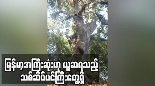 Embedded thumbnail for မြန်မာနိုင်ငံတွင် အကြီးဆုံးဟု ယူဆရသည့် သစ်ဆိပ်ပင်ကြီးကို ညောင်ရွှေမြို့နယ်တွင် တွေ့ရှိ