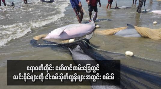 Embedded thumbnail for ဧရာဝတီတိုင်း မော်တင်ကမ်းခြေတွင် လင်းပိုင်များကို ငါးဖမ်းပိုက်ကွန်များအတွင်း ဖမ်းမိ