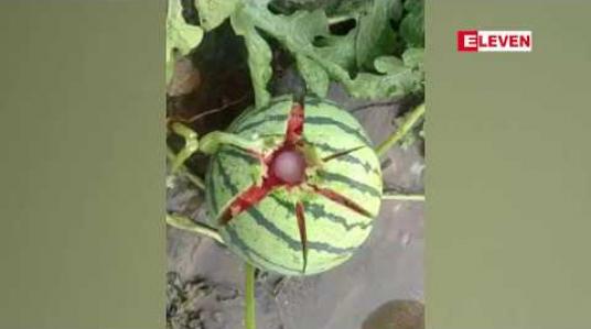 Embedded thumbnail for စစ်ကိုင်းတိုင်းအတွင်းရှိ ဒေသအချို့နှင့် ကချင်ပြည်နယ် ဝိုင်းမော်မြို့နယ်တို့တွင် အချိန်အခါမဟုတ် မိုးသက်လေပြင်း တိုက်ခတ်မှုနှင့် မိုးသီးကြွေမှုများကြောင့် ပျက်စီးမှုများဖြစ်ပေါ် 