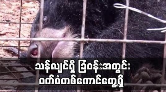 Embedded thumbnail for သန်လျင်မြို့နယ်တွင် ၄ ဒဿမ ၈ ဧက ကျယ်ဝန်းသည့်ခြံဝန်းအတွင်း ဝက်ဝံတစ်ကောင်တွေ့ရှိခဲ့ပြီး သက်ဆိုင်ရာမှ လာရောက် ဖမ်းဆီး