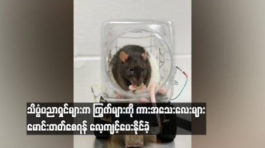 Embedded thumbnail for  သိပ္ပံပညာရှင်များက ကြွက်များကို ကားအသေးလေးများမောင်းတတ်စေရန် လေ့ ကျင့်ပေးနိုင်ခဲ့ (ရုပ်သံ)