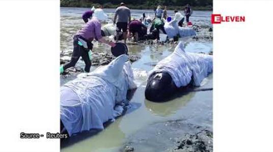 Embedded thumbnail for နယူးဇီလန်နိုင်ငံ နော့သ်အိုင်းလန်းကျွန်းတွင် ဝေလငါးများ အုပ်လိုက်သောင်တင်မှု ဖြစ်ပွားပြီးနောက် အကောင်ရေ တစ်ဒါဇင်ကျော် သေဆုံး 