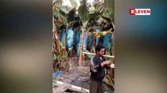 Embedded thumbnail for လူမှုအဖွဲ့အစည်း ၁၁ ခုက တစ်နှစ်နီးပါးကြာ သုတေသနပြုလုပ်မှုအရ ဧရာဝတီအရှေ့ကမ်း ဝိုင်းမော်ဒေသတွင် တစ်သျှူးငှက်ပျော စိုက်ဧက ၁၄၀၀၀၀ ကျော် ရှိနေဟုဆို 