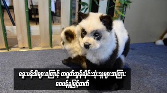 Embedded thumbnail for ခွေးပန်ဒါများကြောင့်တရုတ်အွန်လိုင်းသုံးသူများအကြားဝေဖန်မှုမြင့်တက်