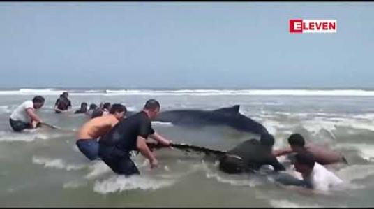 Embedded thumbnail for ပီရူးနိုင်ငံရှိ ကမ်းခြေတစ်ခုတွင် သောင်တင်နေသည့် ဝေလငါးကြီးကို ဒေသခံများက ကြိုးကြိုးစားစား ကယ်တင် ပေးခဲ့ 