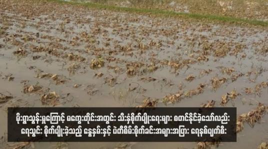 Embedded thumbnail for ဆိုင်ကလုန်းမိုခါ အရှိန်ဖြင့် မိုးရွာသွန်းမှုကြောင့် မကွေးတိုင်းအတွင်း သီးနှံစိုက်ပျိုးရေးများ စတင်နိုင်ခဲ့သော်လည်း ရေသွင်း စိုက်ပျိုးခဲ့သည့် နွေနှမ်းနှင့် ပဲတီစိမ်းစိုက်ခင်းအများအပြား ရေနစ်ပျက်စီး