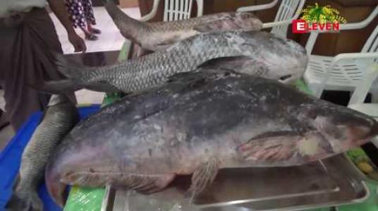 Embedded thumbnail for ကြက်နှင့်ငါးတွဲဖက်မွေးခြင်းမှာ ပို့ကုန်ထိခိုက်စေပြီး အစားအသောက်ဘေးကင်းလုံခြုံရေးအရ မသင့်တော်သဖြင့် ထိန်းချုပ်သင့်ဟု ငါးလုပ်ငန်းအဖွဲ့ချုပ်တာဝန်ရှိသူပြောကြား 
