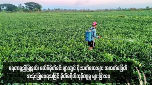 Embedded thumbnail for ရေတာရှည်မြို့နယ်၊ မတ်ပဲစိုက်ခင်းများတွင် ပိုးသတ်ဆေးများ အဆက်မပြတ် အသုံးပြုနေရသဖြင့် စိုက်စရိတ်ကုန်ကျမှု များပြားနေ