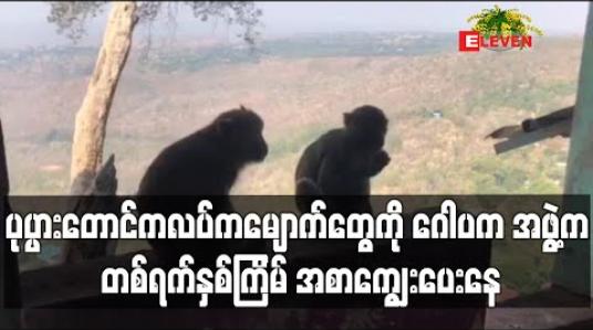 Embedded thumbnail for ပုပ္ပားတောင်ကလပ်သို့ ဘုရားဖူးများ လာရောက်ခြင်း မရှိတော့သဖြင့် မျောက်များ အစာပြတ်လပ်ခြင်း မရှိစေရန် ဂေါပက အဖွဲ့က တစ်ရက်နှစ်ကြိမ် အစာကျွေးပေးနေ