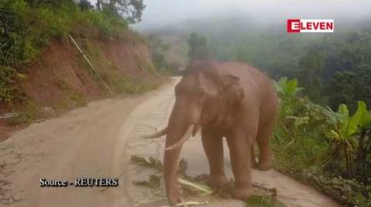 Embedded thumbnail for တရုတ်နိုင်ငံ၊ ယူနန်ပြည်နယ်ရှိ မိုတယ်တစ်ခုအတွင်းသို့ တောဆင်ရိုင်းတစ်ကောင် ဝင်ရောက်မှုဖြစ်ပွား 