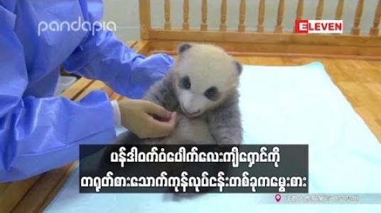 Embedded thumbnail for မီးခိုးရောင်စပ်ကြား ပန်ဒါဝက်ဝံပေါက်လေးကျိရှောင်ကို တရုတ်စားသောက်ကုန်လုပ်ငန်းတစ်ခုက မွေးစား 