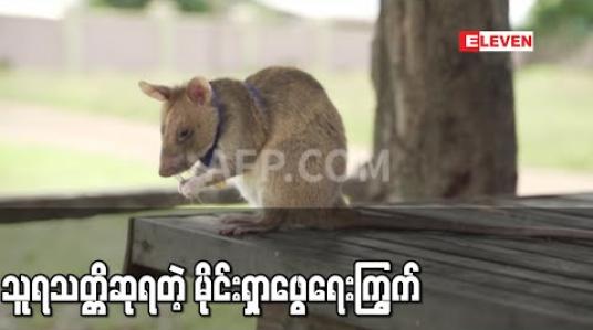 Embedded thumbnail for မိုင်းရှာဖွေရေးကြွက် မာဂါဝါ ဗြိတိန်တွင် တိရစ္ဆာန်များအားပေးသည့် သူရသတ္တိဆု ရရှိ 