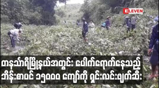 Embedded thumbnail for တနင်္သာရီမြို့နယ်အတွင်း ပေါက်ရောက်နေသည့် ဘိန်းစာပင် ၁၅၀၀၀ ကျော်ကို အစိုးရအဖွဲ့နှင့် KNU ပူးပေါင်းရှင်းလင်း ဖျက်ဆီး 