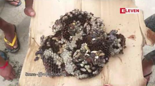 Embedded thumbnail for သင်္ယန်းကျွန်း၊ မြောက်ဒဂုံ၊ ဗဟန်းနှင့်မြို့နယ်အချိ့မှာ ပဒူသိုက်များတွေ့ရှိရှင်းလင်းခဲ့ရပြီး နောက်ထပ်တွေ့ရှိမှုများ ရှိလာပါက မီးသတ်တပ်ဖွဲ့ကို အကူအညီတောင်းခံနိုင် 