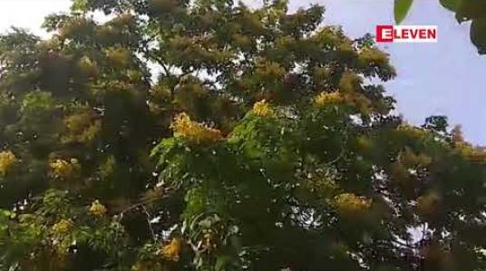Embedded thumbnail for ယနေ့နံနက်ပိုင်း ရန်ကုန်မြို့နေရာအနှံ့အပြားတွင် ပိတောက်ပန်းများ ဖူးပွင့်ခဲ့ 