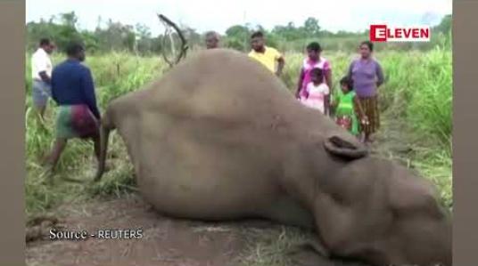 Embedded thumbnail for သီရိလင်္ကာစစ်တပ်နှင့် ရဲတပ်ဖွဲ့က သစ်တောကြိုးဝိုင်းထဲတွင် အဆိပ်မိသေဆုံးနေပုံရသည့် ဆင်