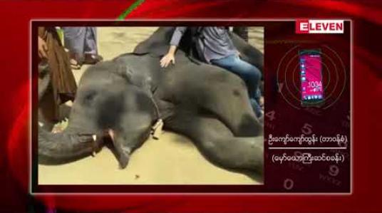 Embedded thumbnail for မှော်ယောကြီးဆင်စခန်းတွင် လေ့ကျင့်သင်ကြားပေးထားသော ဆင် ၄ ကောင်အား နှစ်နိုင်ငံ ချစ်ကြည်ရေး အလဲအလှယ်အဖြစ် ဂျပန်နိုင်ငံသို့လေယာဉ်ဖြင့်ပေးပို့ 
