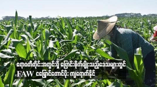 Embedded thumbnail for ဧရာဝတီတိုင်းအတွင်းရှိ ပြောင်းစိုက်ပျိုးသည့်ဒေသများတွင် FAW ငမြှောင်တောင်ပိုး ကျရောက်နိုင်ဟု စိုက်ပျိုးရေးဌာန ထုတ်ပြန် (ရုပ်သံ)