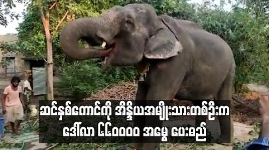 Embedded thumbnail for ဆင်နှစ်ကောင်ကို အိန္ဒိယအမျိုးသားတစ်ဦးက ဒေါ်လာ ၆၆၀၀၀၀ အမွေ ပေးမည်(ရုပ်သံ) 