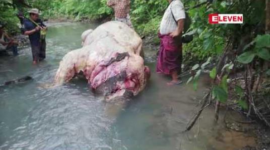 Embedded thumbnail for ဧရာဝတီတိုင်းအတွင်းတောဆင်ရိုင်းများမျိုးတုန်းမပျောက်ကွယ်စေရန်နှင့် ဆင်သတ်မုဆိုးများရန်မှကာကွယ် နိုင်ရန် အခြေစိုက်စခန်း ၆ ခုဖွင့်လှစ်၍ ကာကွယ်စောင့်ရှောက်နေ