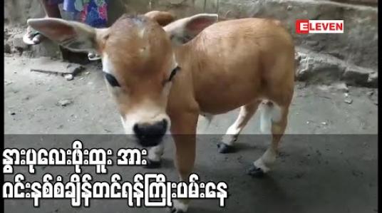 Embedded thumbnail for အမြင့်၁၇လက်မအရွယ်ရှိ နွားပုလေးဖိုးထူး အားဂင်းနစ်စံချိန်တင်ရန် ကြိုးပမ်းနေဟုဆို  