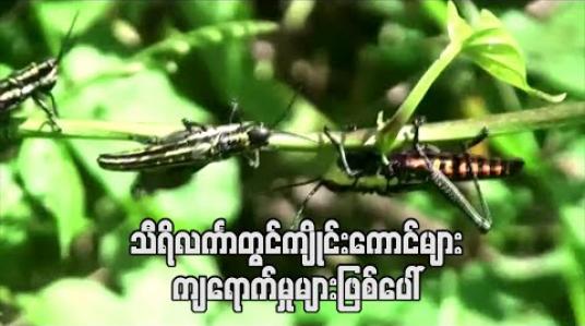 Embedded thumbnail for သီရိလင်္ကာတွင်ကျိုင်းကောင်ကျရောက်မှုများဖြစ်ပေါ်နေပြီး အိန္ဒိယနှင့်ပါကစ္စတန်တို့မှကျိုင်းကောင်းများ လည်းရောက်လာနိုင်ဟုဆို 