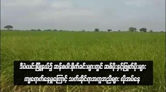 Embedded thumbnail for  ဒီပဲယင်းမြို့နယ်၌ ဆန်စပါးစိုက်ခင်းများတွင် ဆစ်ပိုးများနှင့်ဖြုတ်ပိုးများ ကျရောက်နေမှုကြောင့် သက်ဆိုင်ရာ၏အကူအညီများ လိုအပ်နေဟု ဆို