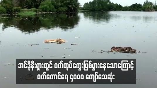 Embedded thumbnail for  အင်ဒိုနီးရှားတွင် ဝက်တုပ်ကွေး ဖြစ်ပွားနေသောကြောင့် ဝက်ကောင်ရေ ၄၀၀၀ ကျော် သေဆုံး